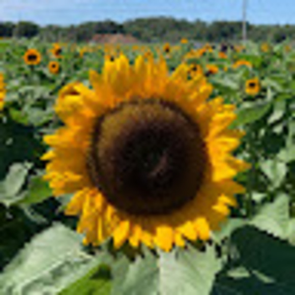 Meet your Posher, Chrissy - Picture 1 of 1